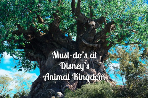 Animal Kingdom